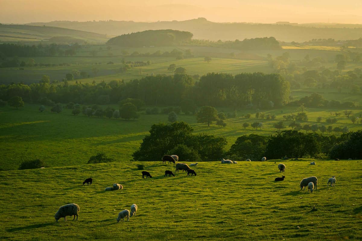 Managed organic farmlands near Bangalore - Rajan Farms luxury agricultural community