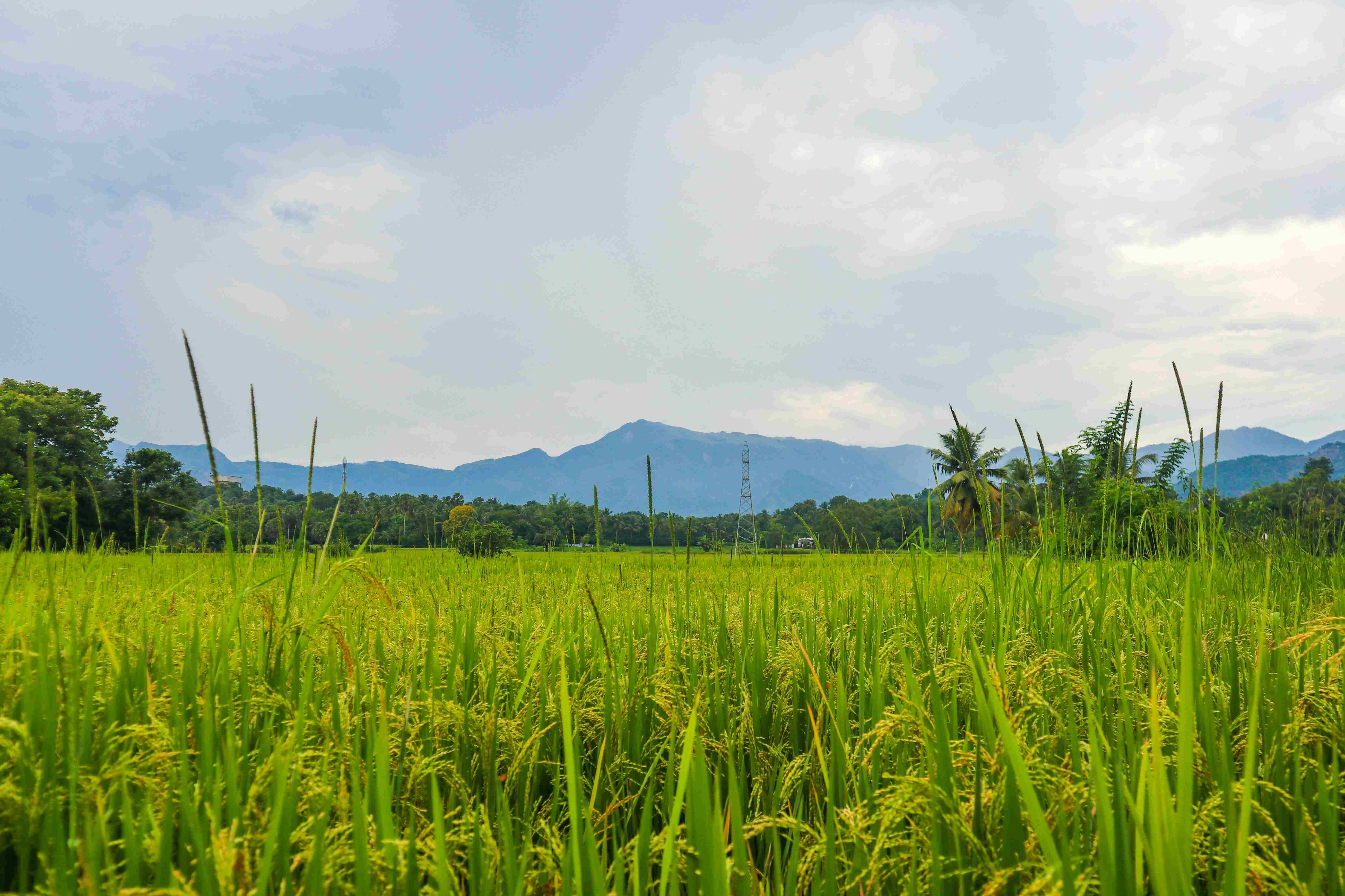 organic farmland near bangalore 4
