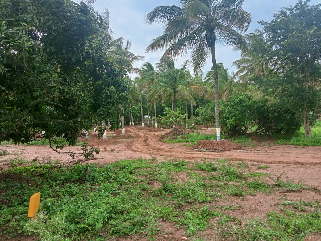 organic farmland near bangalore 5